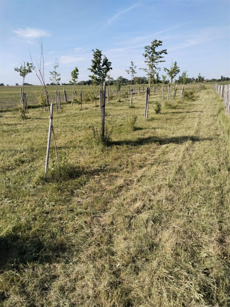 Alej nových stromků po sekání